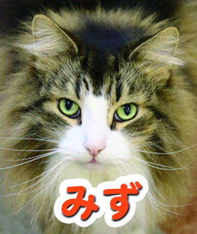 mizu