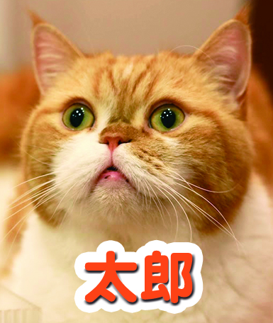tarou