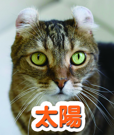 taiyou