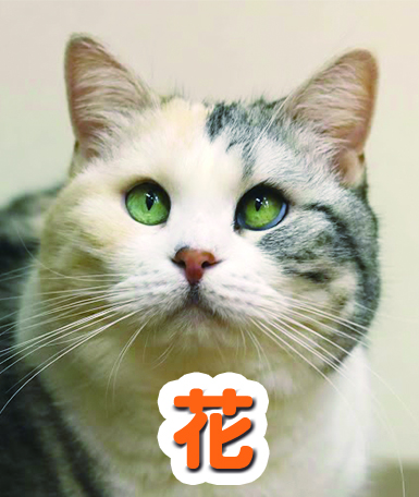 hana