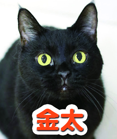 kinta